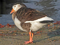 Canada Goose x domestic Greylag Goose hybrid